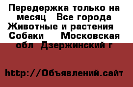 Передержка только на месяц - Все города Животные и растения » Собаки   . Московская обл.,Дзержинский г.